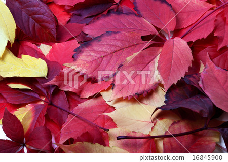 Background of multicolor autumn leafs Background of multicolor autumn leafs 16845900