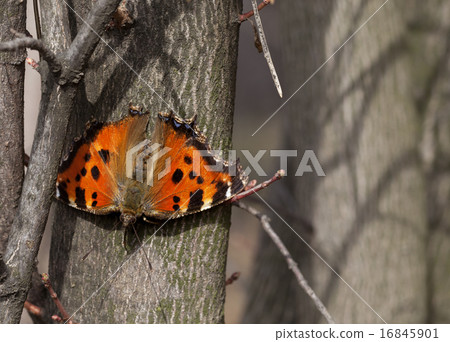 Butterfly on tree trunk in forest Butterfly on tree trunk in forest 16845901