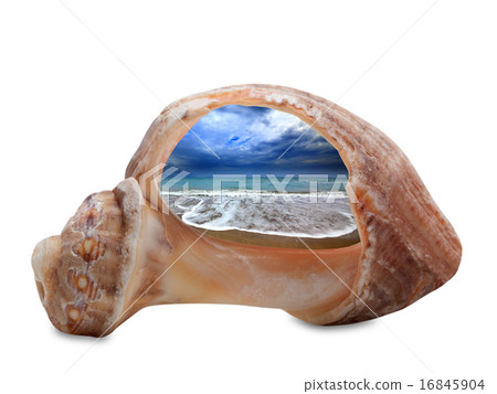 Sea beach during tide through broken rapana shell Sea beach during tide through broken rapana shell 16845904