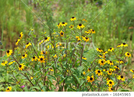 Rudbekia · Takao Rudbekia · Takao 16845965