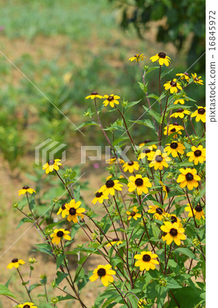 Rudbekia · Takao Rudbekia · Takao 16845972