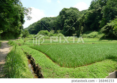Rice planting Rice planting 16846153