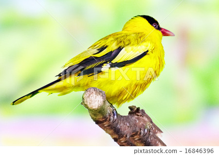 Black-naped Oriole 16846396