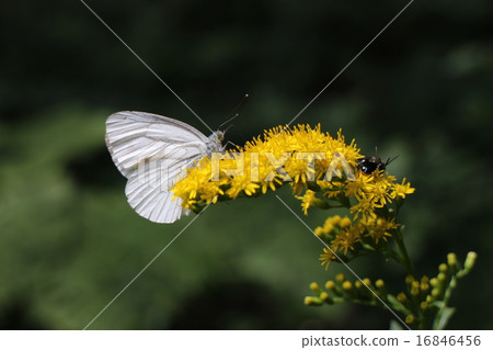Butterfly 16846456
