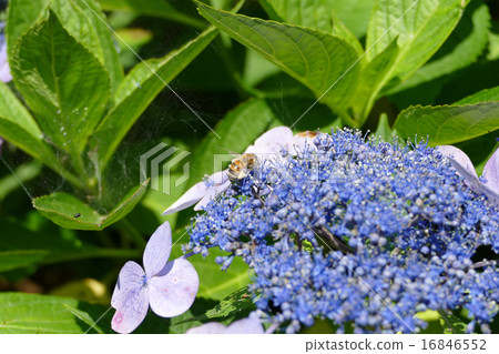 Honeybee Hydrangea 16846552