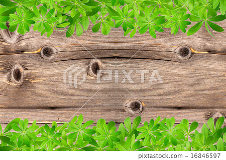Sweet woodruff leaves as Frame on Wood 16846597