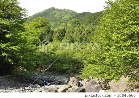 新鮮的綠色Hayatogawa 新鮮的綠色Hayatogawa 16846666