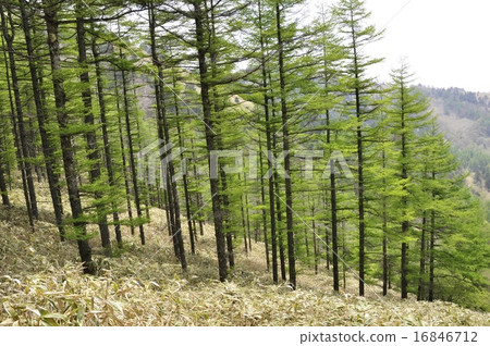 Karamatsu forest 16846712