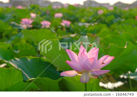 Lotus of Kyo Fujiwara (Nara) 16846749