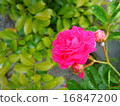 Rose of the rain 16847200