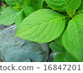 Leaves of rain 16847201