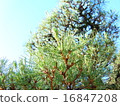 Pine tree looking up 16847208
