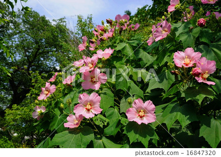 七月花甜家禽·家庭21 16847320