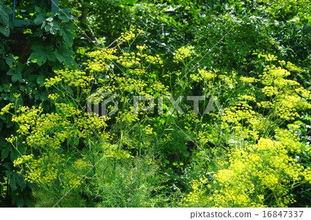 July Flower fennel · Seri 11 Herb 16847337