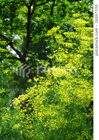 July Flower Fennel · Seri 12 Herb 16847338