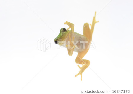 樹蛙 16847373