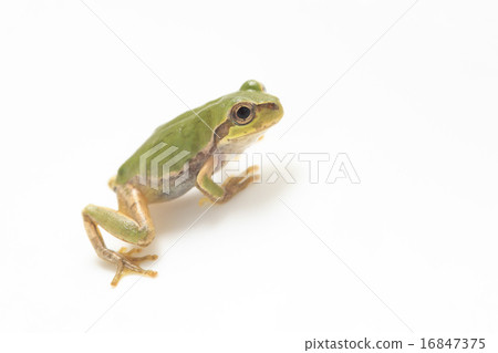 amphibians amphibian sample Amphibians and reptiles is a comprehensive guide to the native and non-native species of amphibian and reptile found in the british isles professor trevor beebee. amphibians amphibian sample Amphibians and reptiles is a comprehensive guide to the native and non-native species of amphibian and reptile found in the british isles professor trevor beebee.