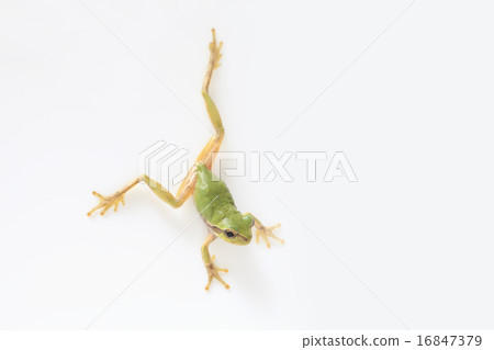 Tree frog 16847379