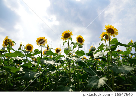 向日葵在Musashimurayama市，東京 16847640