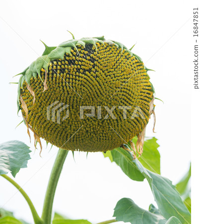 Sunflower seeds 16847851