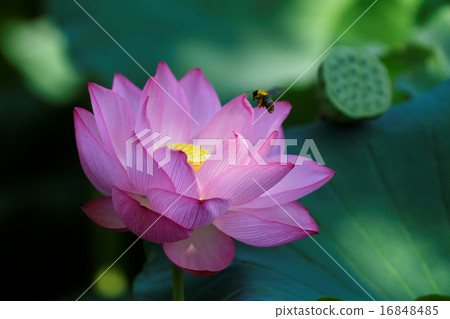 Honey bees at Lotus pond lotus flowers in Ueno 16848485