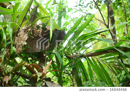 Philippine eyewear 16848486