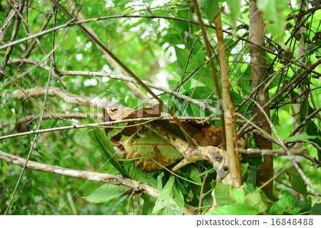 Philippine eyewear 16848488