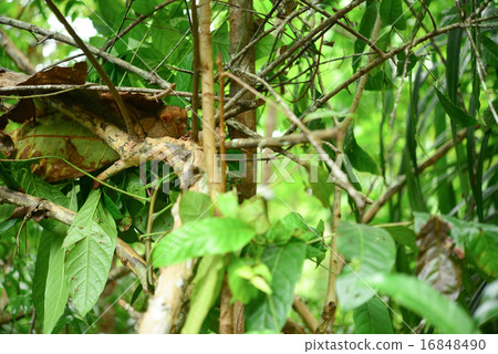 菲律賓眼鏡 16848490