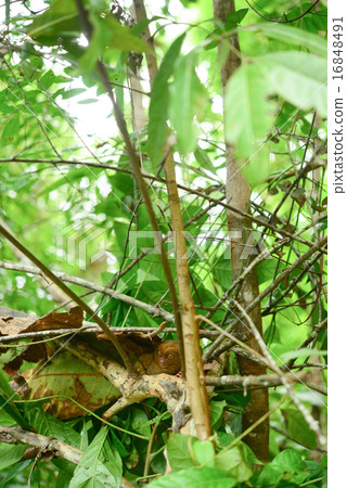 Philippine eyewear 16848491