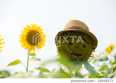 在向日葵領域...... 在向日葵領域...... 16848573