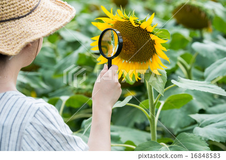 In a sunflower field ... In a sunflower field ... 16848583