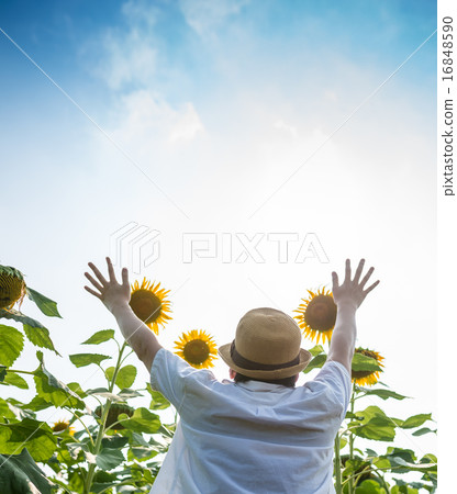 In a sunflower field ... 16848590