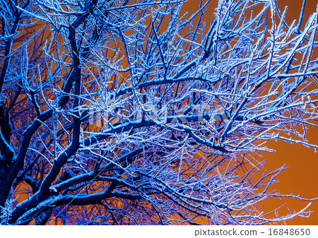 Winter trees in blue light and night cloudy sky Winter trees in blue light and night cloudy sky 16848650