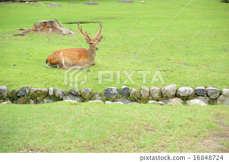 A deer A deer 16848724