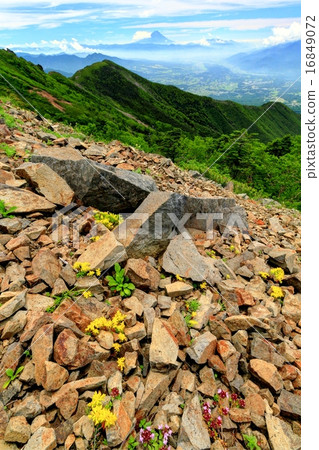 Flower of Mt. Miyama Manenga of Mt. Flower of Mt. Miyama Manenga of Mt. 16849072