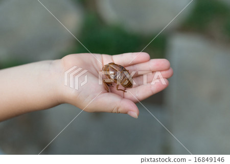 Cicadian shell Cicadian shell 16849146
