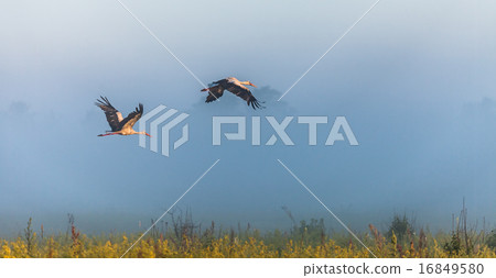two storks fly over a field 16849580