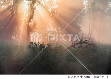 summer landscape dense fog in the oak grove summer landscape dense fog in the oak grove 16849591
