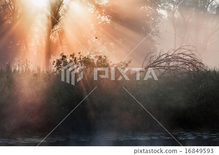 summer landscape dense fog in the oak grove summer landscape dense fog in the oak grove 16849593