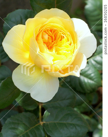 Jeanne d'Arc (yellow rose of quarter rosette) 16850205