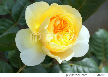 Jeanne d'Arc (yellow rose of quarter rosette) 16850206