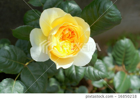 Jeanne d'Arc (yellow rose of quarter rosette) 16850218