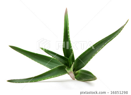 Aloe vera plant Aloe vera plant 16851298