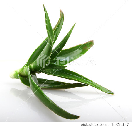 Aloe vera plant 16851337