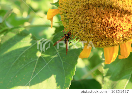 在向日葵的Ashinagiwagi 16851427