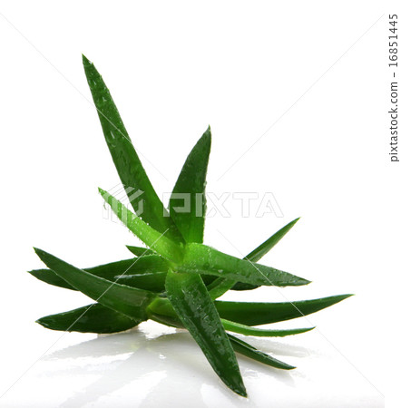 Aloe vera plant Aloe vera plant 16851445