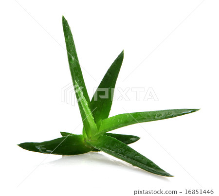 Aloe vera plant 16851446