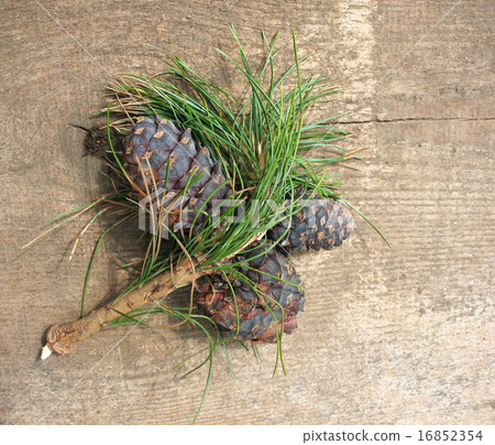 Siberian pine cones (Pinus sibirica) on a branch 16852354