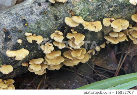 鱗皮扇菇 16852707