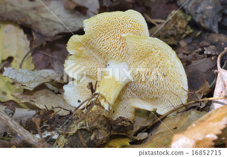 Kanoshita Kanoshita 16852715